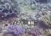 闽言网语 丨给珊瑚礁买“保险”，值吗？